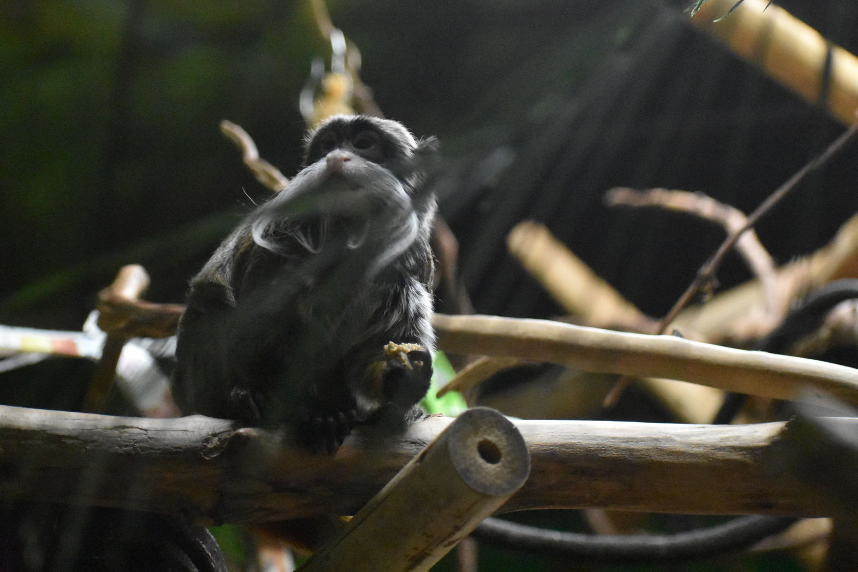 Emperor tamarin, Racine Zoo